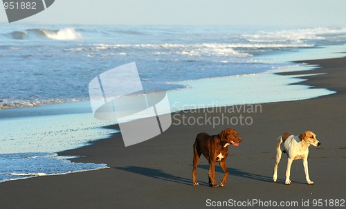 Image of Two dogs on beach in Puerto arista, Mexico