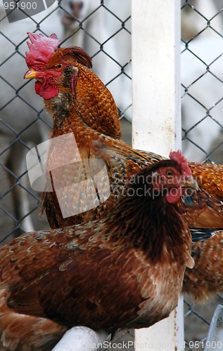 Image of Animals on farm