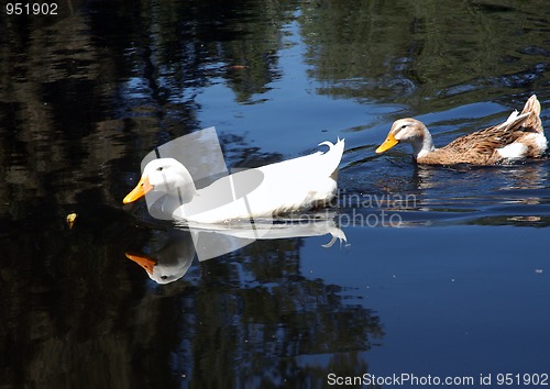 Image of Ducks on water