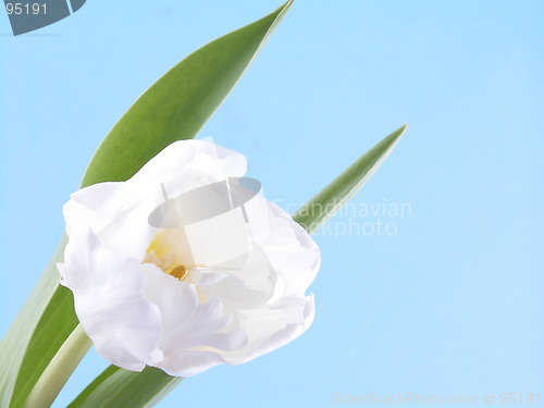 Image of white, spring beauty