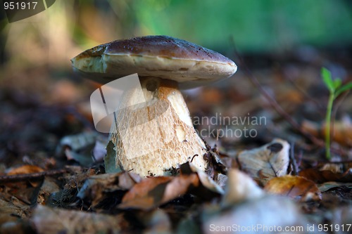 Image of Mushrooms growing in forest