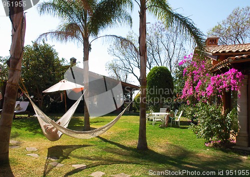 Image of Hammock between palms