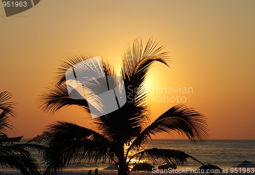 Image of Palm in susnet light in Puerto Escondido