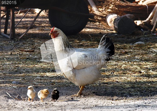 Image of Hen and chicken