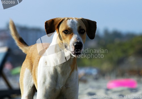 Image of Dog on the beach