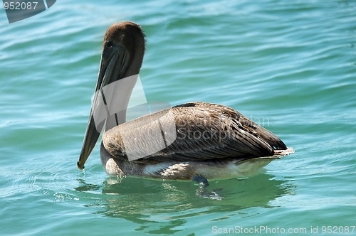 Image of Sea brown pelican