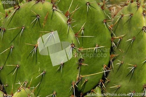 Image of Detail of cactus growing in  Puerto Escondido