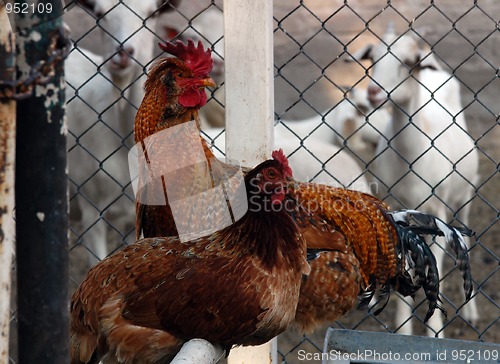 Image of Animals on farm