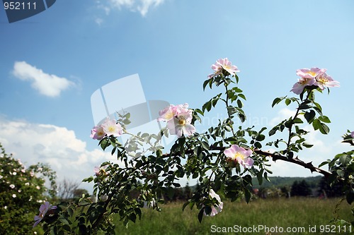 Image of Wild flowers