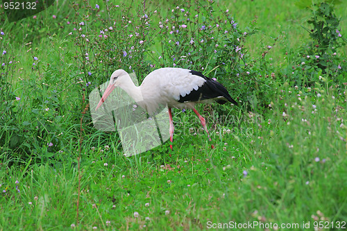 Image of White stork