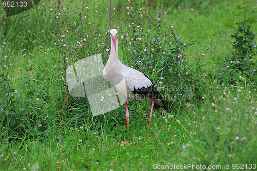 Image of White stork