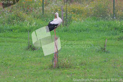 Image of White stork