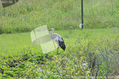 Image of White stork