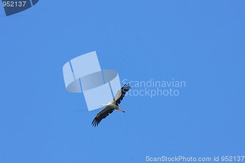 Image of Stork in flight
