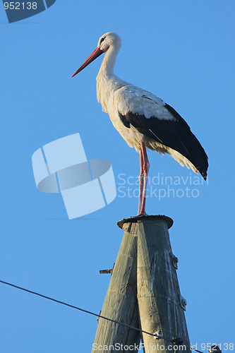 Image of Stork on pole