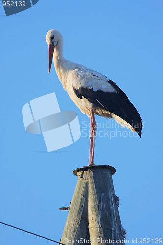 Image of Stork on pole