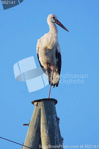 Image of Stork on pole