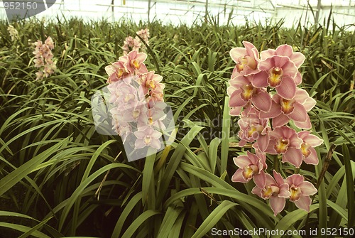 Image of Pink orchids in a greenhouse