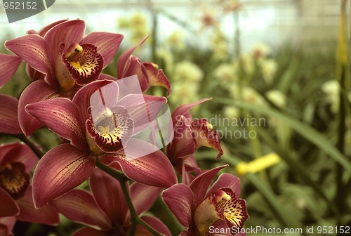 Image of Dark pink orchids in a greenhouse