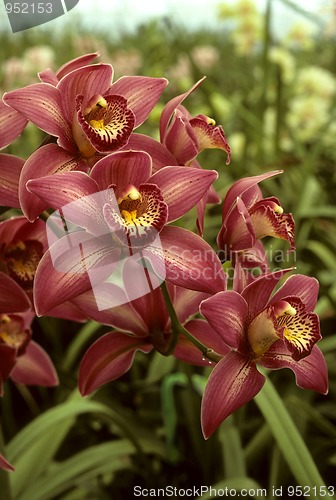 Image of Dark pink orchids in a green house