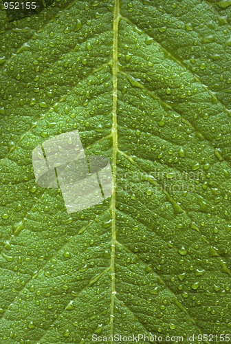 Image of Dew drops on a green leaf