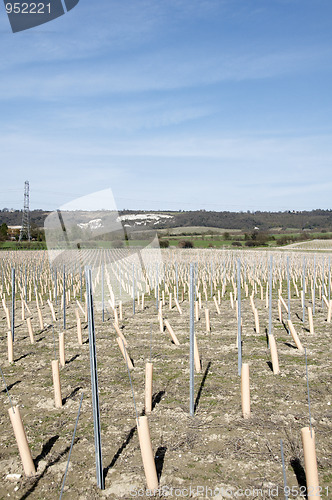 Image of Grape vines