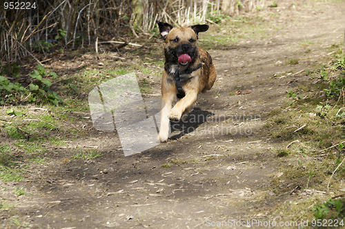 Image of Border terrier