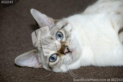 Image of Bengal kitten