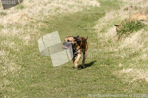 Image of border terrier