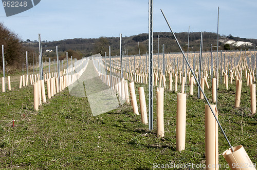 Image of Grape vines