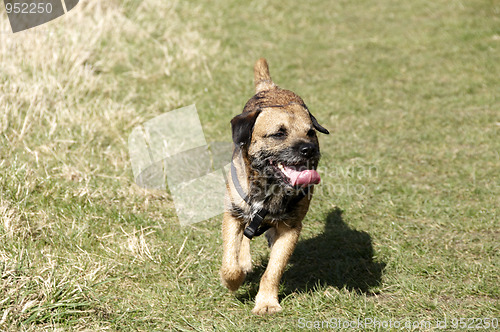 Image of border terrier