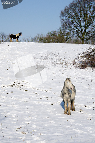 Image of Horse