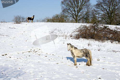 Image of Winter hourse