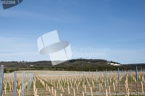 Image of Grape vines