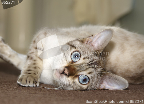 Image of Bengal kitten