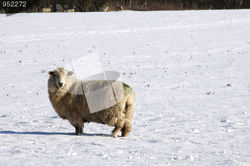 Image of Cold sheep