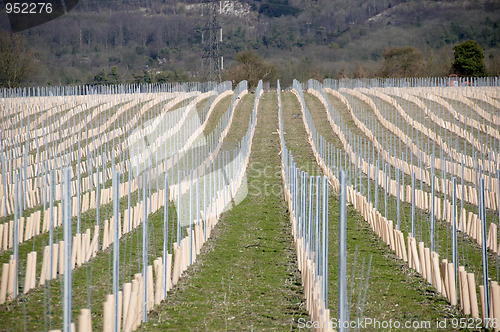 Image of Grape vines