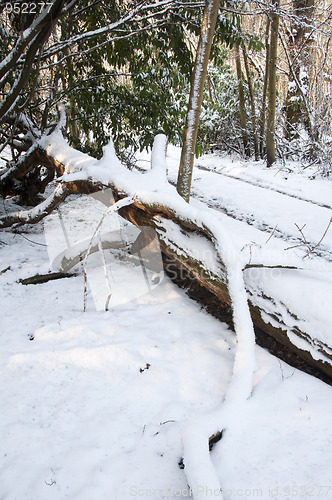 Image of Snow covered tree