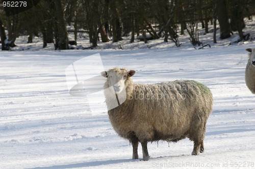 Image of Cold sheep