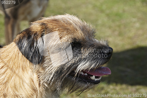 Image of border terrier