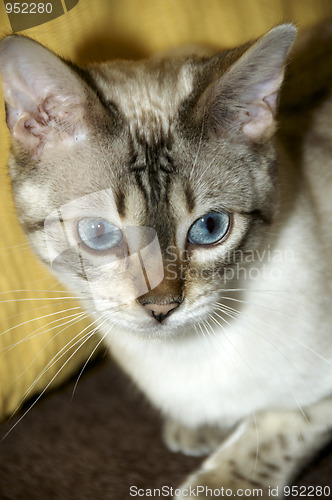Image of Bengal kitten