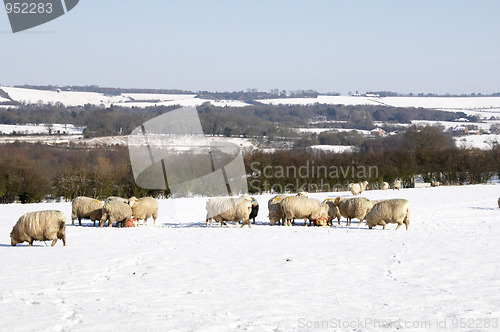 Image of Flock of sheep