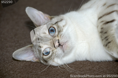 Image of Bengal kitten