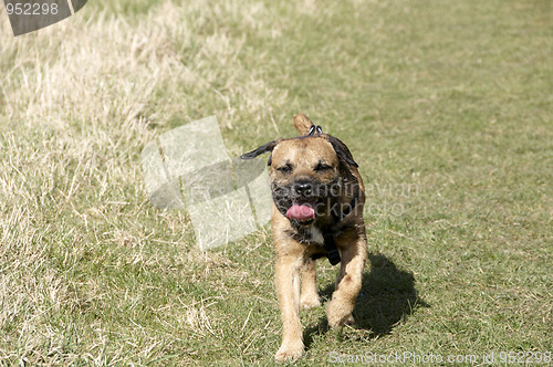 Image of border terrier