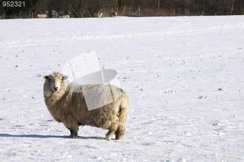 Image of Winter sheep
