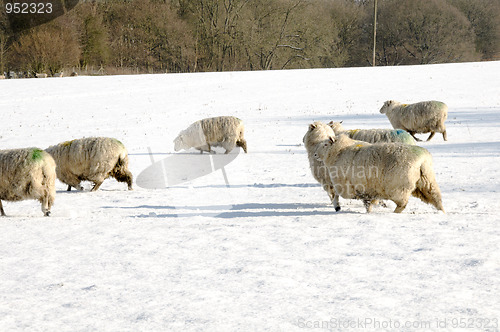 Image of Flock of sheep
