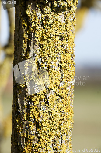 Image of Tree trunk