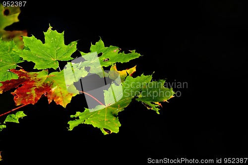 Image of Maple leaves