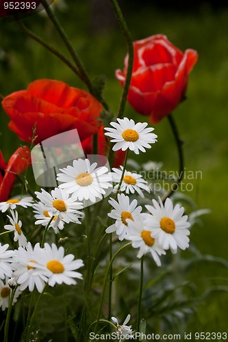 Image of flowers