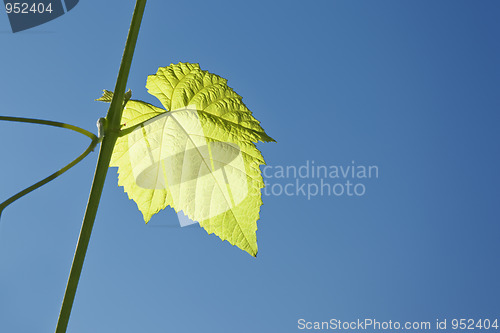 Image of wine leaf